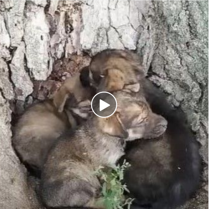 Unlikely Friendship: Pups Overcome Fear of Ticks to Share Heartwarming Hug