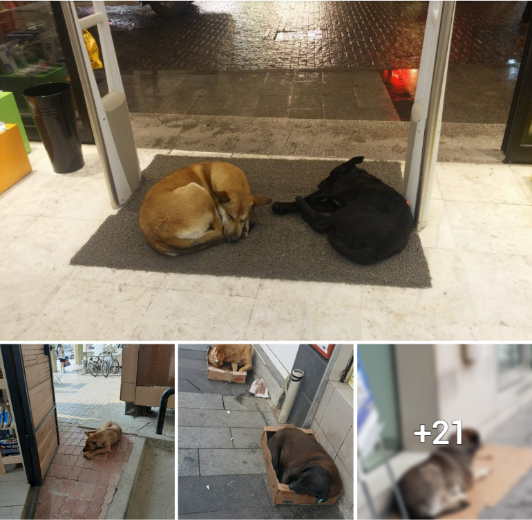 Longing Pooch Awaits Outside Restaurant in Hope of Finding a Generous Soul to Share a Meal with Him