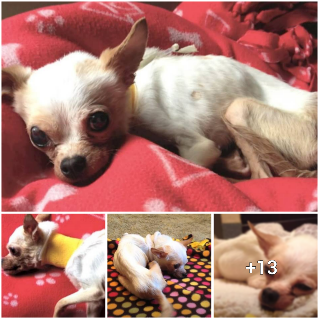 The Incredible Journey of a Little Dog: From Starved and Frail to Thriving with the Help of a Loving Family