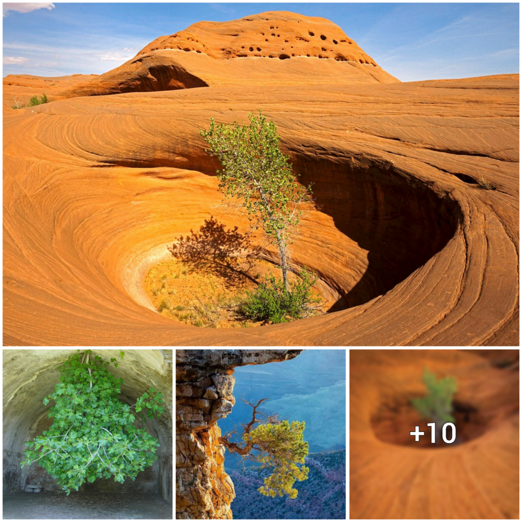 “Enduring through Time and Adversity: The Enchanting Charm of the Solitary Tree”