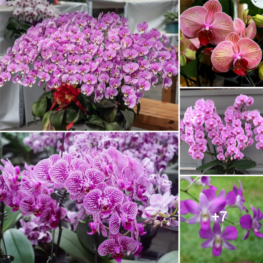 “Endless Blossoms: The Orchid That Keeps on Blooming”